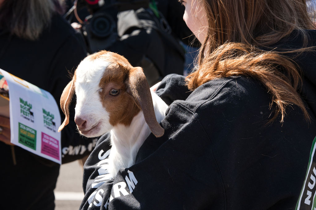 Bockfest food and drinks