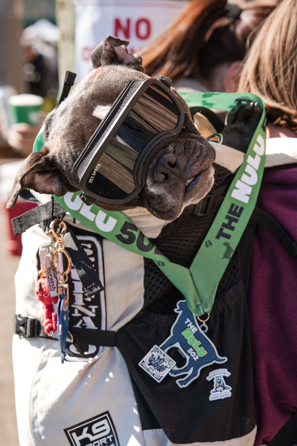 Goat racing at NuLu Bockfest Louisville